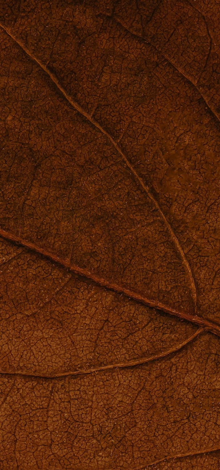 sienna texture detail sienna texture detail